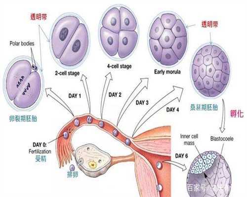 广州代孕中心,怀孕37周后，孕妇身体会出现几种