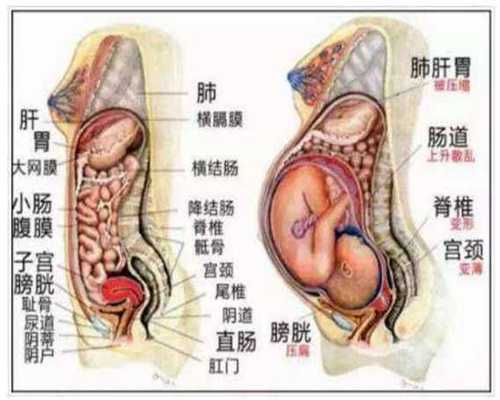广州招代妈多少钱,在备孕期，这2样食物要少吃，