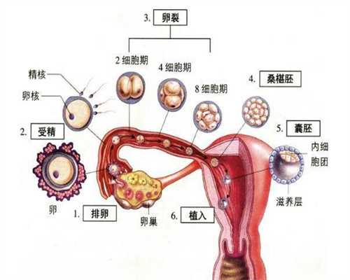 广州代孕哪里好,张馨予怀孕吃维生素，其实食补