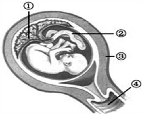 广州代孕广州代孕妇,孕期右侧卧时，胎儿有什么