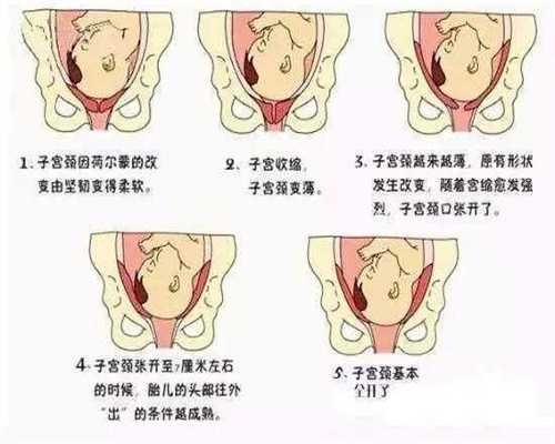 广州世纪助孕官网,怀孕前3个月，宝宝怎么长妈妈