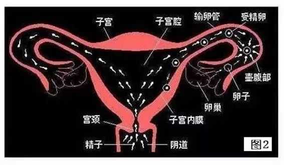 哪里有代孕-广州金贝供卵 骗局_明明是不孕要做人工受孕，为什么还要切除我的